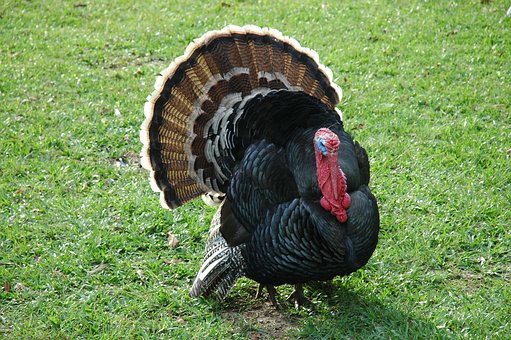 turkey-male