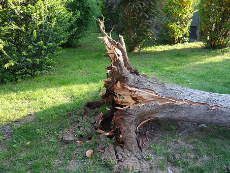 overturned-tree